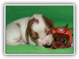 Ember Litter 10-20-2018 Zuma (4)