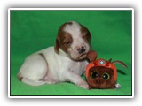 Ember Litter 10-20-2018 Zuma (5)