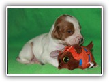 Ember Litter 10-20-2018 Zuma (6)