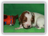 Ember Litter 10-20-2018 Zuma (7)
