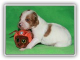 Ember Litter 10-20-2018 Zuma (8)