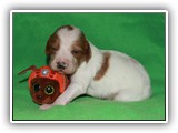 Ember Litter 10-20-2018 Zuma (9)