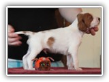 ember litter 11-3-2018 zuma (2)