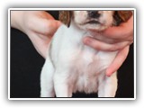 ember litter 11-3-2018 zuma (3)