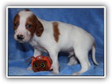 ember litter 11-3-2018 zuma (4)