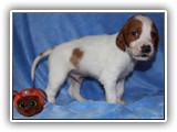 ember litter 11-3-2018 zuma (5)