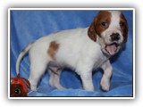 ember litter 11-3-2018 zuma (6)