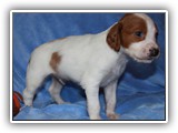 ember litter 11-3-2018 zuma (7)