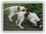 eoghan & tillie (10)
