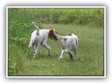 eoghan & tillie (2)