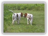 eoghan & tillie (3)