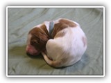 glory litter 5-12-2013 baby blue girl (1)