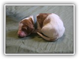 glory litter 5-12-2013 baby blue girl (2)