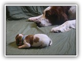 glory litter 5-12-2013 baby blue girl (3)