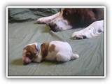 glory litter 5-12-2013 baby blue girl (4)