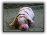 glory litter 5-12-2013 hunter boy (1)