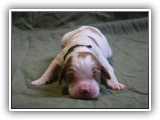glory litter 5-12-2013 hunter boy (2)