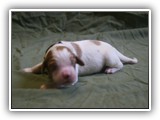 glory litter 5-12-2013 hunter boy (3)