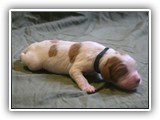 glory litter 5-12-2013 hunter boy (4)