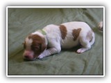glory litter 5-12-2013 lime boy (2)