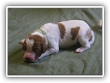 glory litter 5-12-2013 lime boy (3)