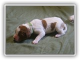 glory litter 5-12-2013 lime boy (4)