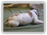 glory litter 5-12-2013 navy boy (1)