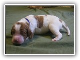 glory litter 5-12-2013 navy boy (2)