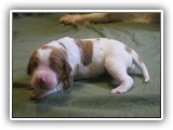 glory litter 5-12-2013 navy boy (3)
