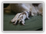 glory litter 5-12-2013 navy boy (4)