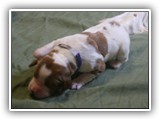 glory litter 5-12-2013 navy boy (5)