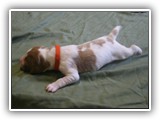 glory litter 5-12-2013 orange boy (1)