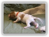 glory litter 5-12-2013 orange boy (2)