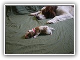 glory litter 5-12-2013 pink girl (2)