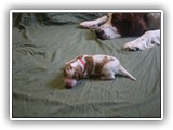 glory litter 5-12-2013 pink girl (3)
