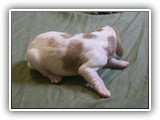 glory litter 5-12-2013 teal girl (2)