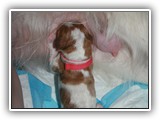 glory litter day 0 (2)