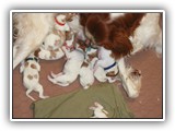 glory litter day 0 (3)