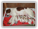 glory litter day 1 (2)