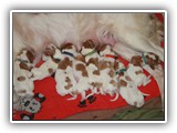 glory litter day 1 (3)