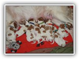 glory litter day 1 (4)