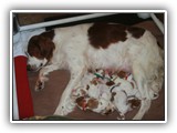 glory litter day 1 (5)