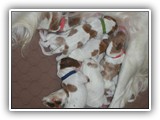 glory litter day 1 (6)