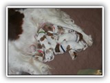 glory litter day 1 (7)