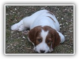go litter 4-15-2015 orang boy