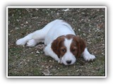 go litter 4-15-2015 orange boy (3)