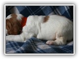 go litter orange boy 19 days (2)