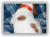 go litter orange boy 19 days (3)