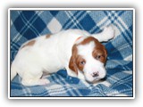 go litter orange boy 19 days (4)