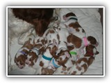 11 Days Old